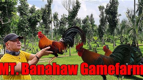 mt banahaw gamefarm